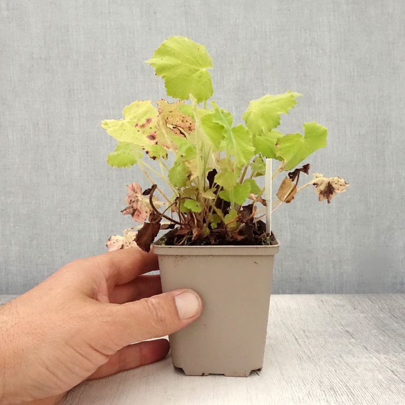 Spécimen de Heuchère - Heuchera villosa var macrorrhiza Godet de 8/9 cm tel que livré en été