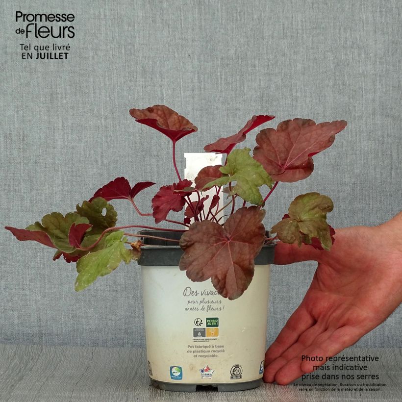 Spécimen de Heuchère Little Cutie Blondie Pot de 2L/3L tel que livré en été