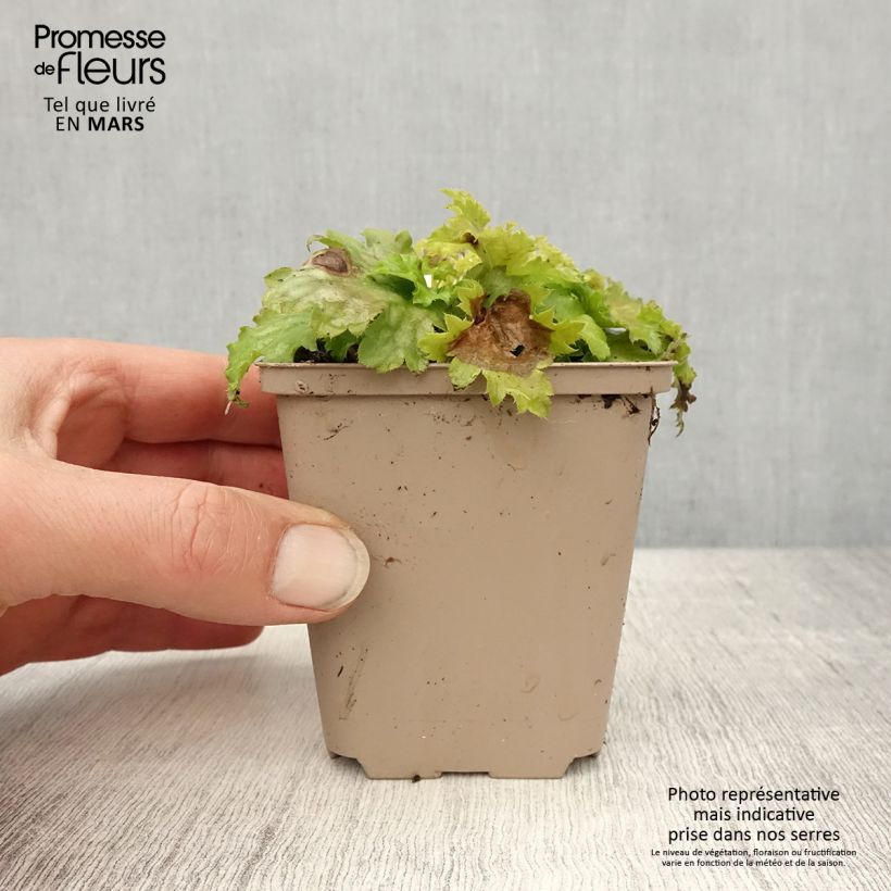 Spécimen de Heuchère Pear Crisp - godet de 8/9cm tel que livré au printemps