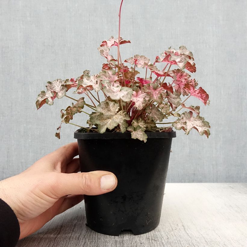 Spécimen de Heuchère Pinky Panky Pot de 1,5L/2L tel que livré au printemps