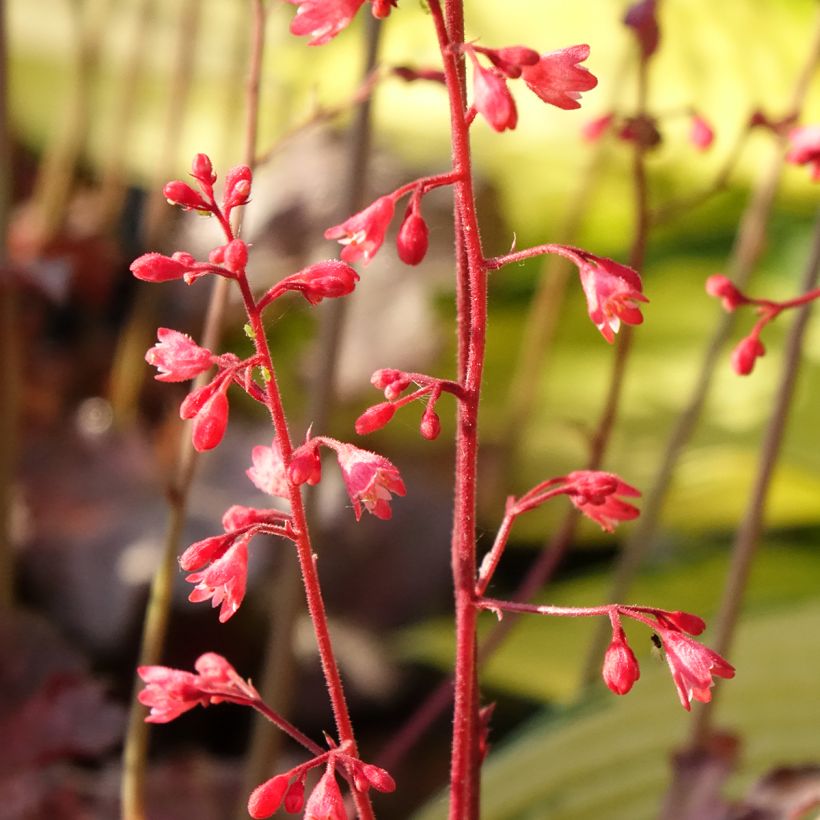 Heuchère Pinky Panky (Floraison)