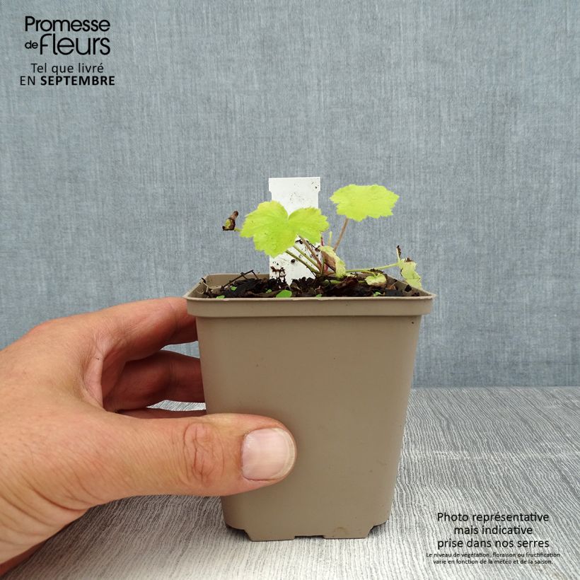 Spécimen de Heuchère Pretty Pistachio Godet de 8/9 cm tel que livré en été
