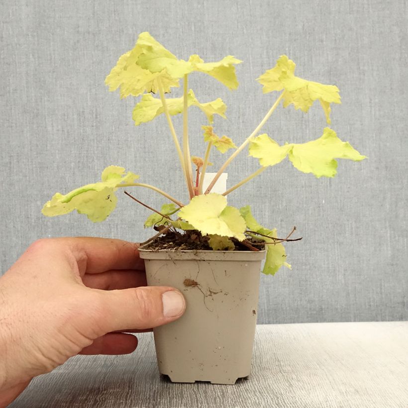 Spécimen de Heuchère Pretty Pistachio Godet de 8/9 cm tel que livré au printemps