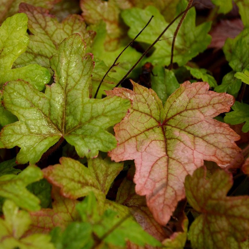 Heucherella Alabama sunrise (Feuillage)