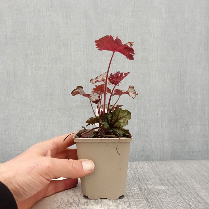 Spécimen de Heucherella Cracked Ice Godet de 9cm tel que livré au printemps