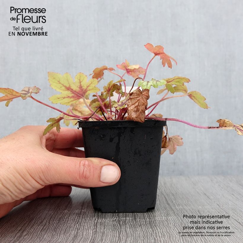 Spécimen de Heucherella Eye Spy Godet de 8/9 cm tel que livré en automne