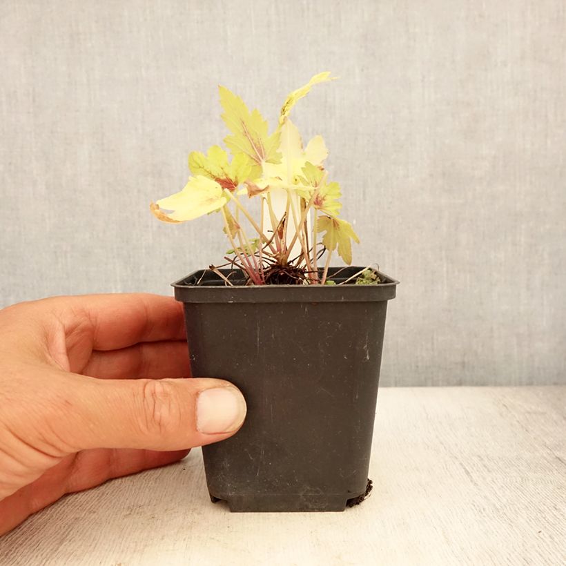 Spécimen de Heucherella Eye Spy Godet de 8/9 cm tel que livré en été