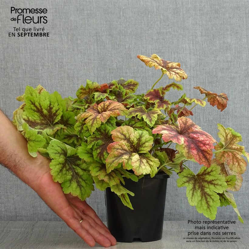 Spécimen de Heucherella Golden Zebra Pot de 1,5L/2L tel que livré en été