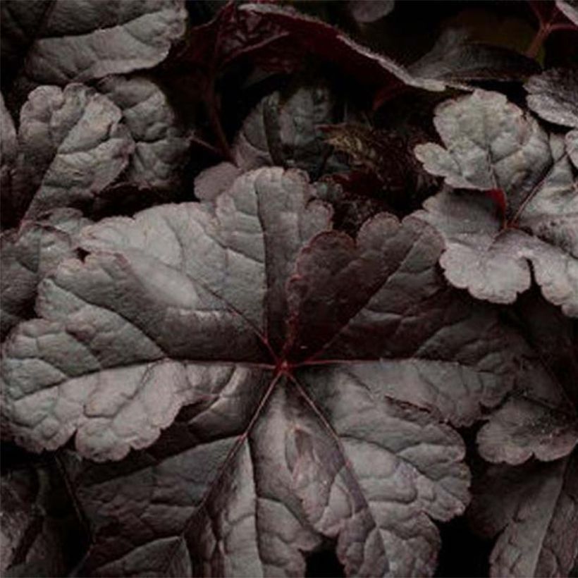 Heucherella Onyx (Feuillage)