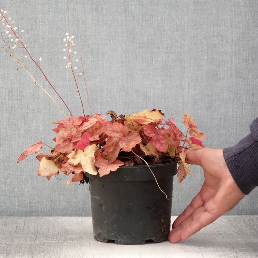 Spécimen de Heucherella Redstone Fall Pot de 2L/3L tel que livré en été