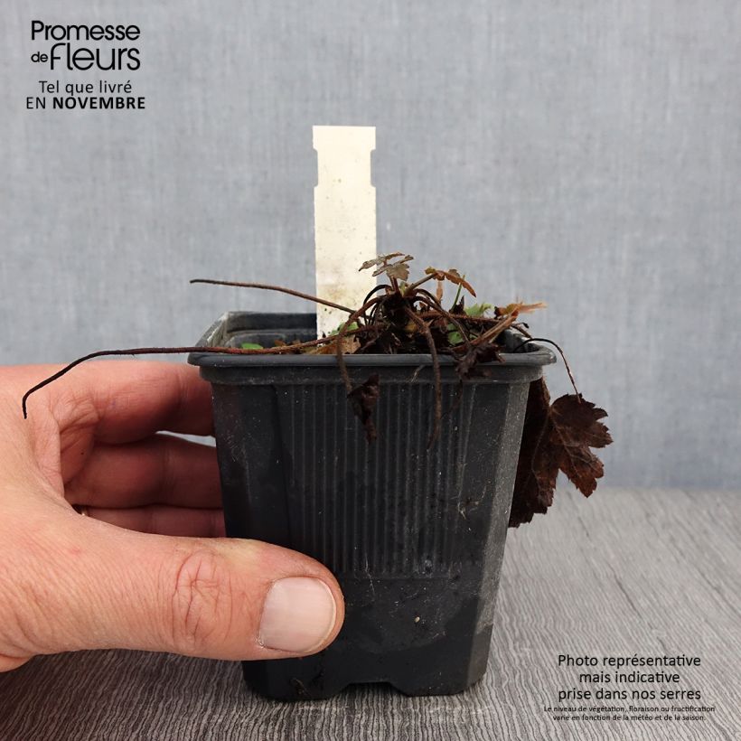 Spécimen de Heucherella Silver Streak Godet de 8/9 cm tel que livré en automne