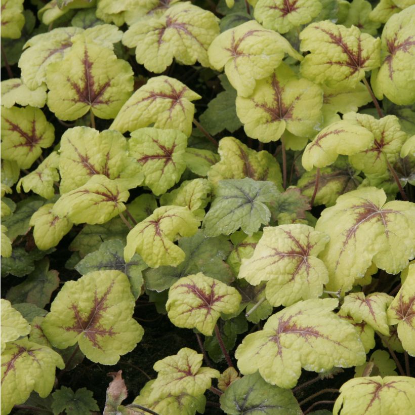 Heucherella Stoplight (Feuillage)