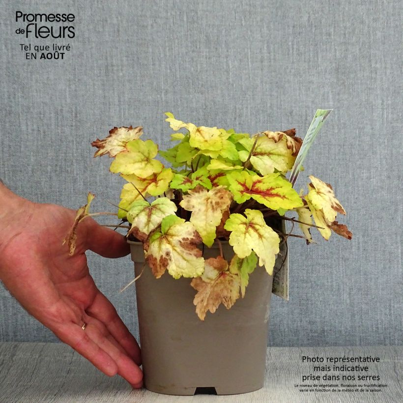 Spécimen de Heucherella Stoplight Pot de 2L/3L tel que livré en été