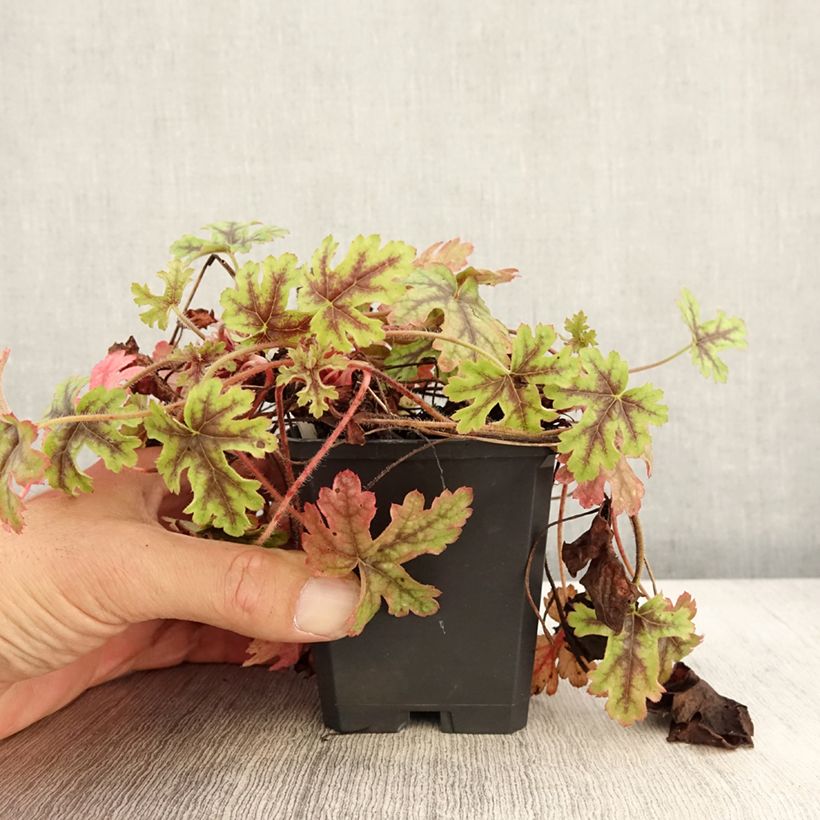 Spécimen de Heucherella Tapestry Godet de 8/9 cm tel que livré en automne