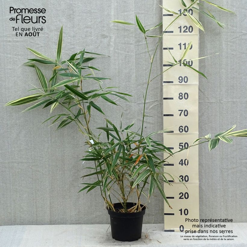Spécimen de Hibanobambusa tranquillans Shiroshima - Petit bambou Pot de 4L/5L tel que livré en été