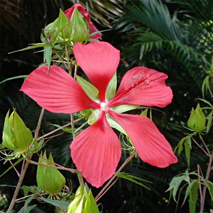 Hibiscus coccineus - Ketmie écarlate - Étoile du Texas. (Floraison)