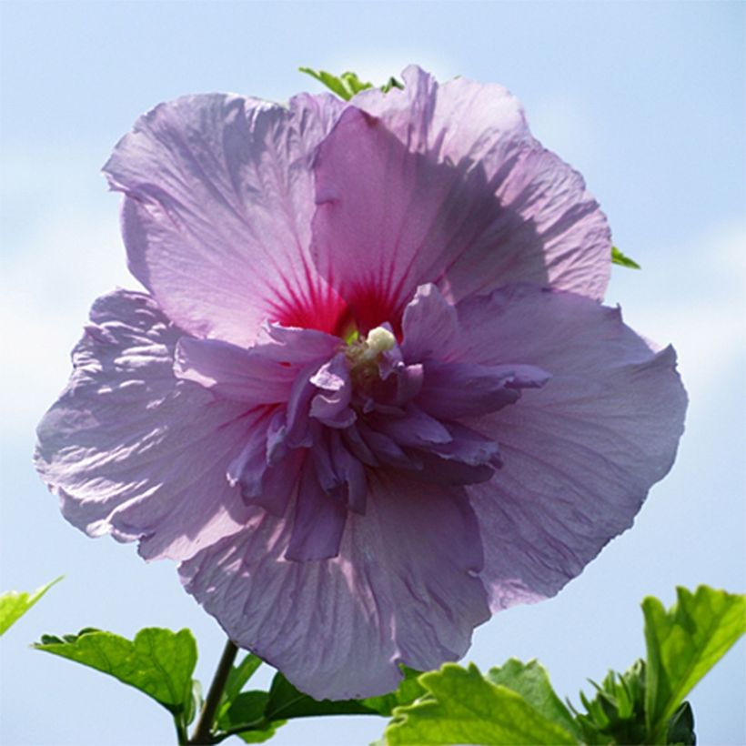 Hibiscus syriacus Lavender Chiffon - Althéa rose (Floraison)