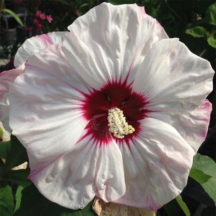 Hibiscus moscheutos Cherry Cheesecake - Hibiscus des marais (Floraison)