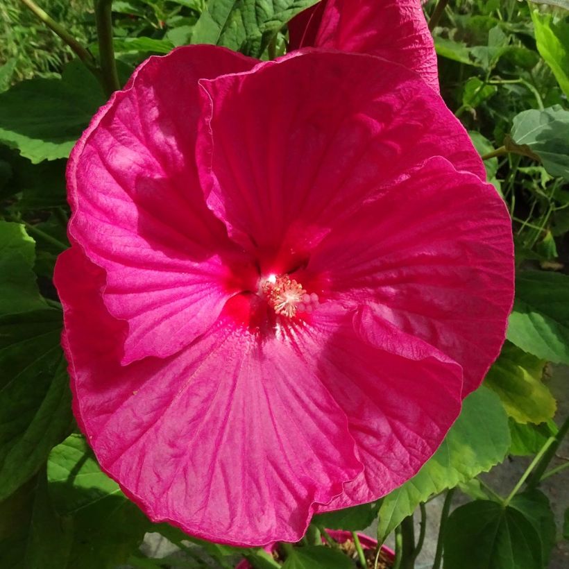 Hibiscus moscheutos Rose - Hibiscus des marais (Floraison)