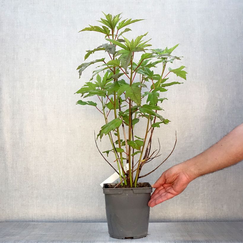 Spécimen de Hibiscus moscheutos Summerific Berry Awesome - Hibiscus des marais  Pot de 3L/4L tel que livré en été