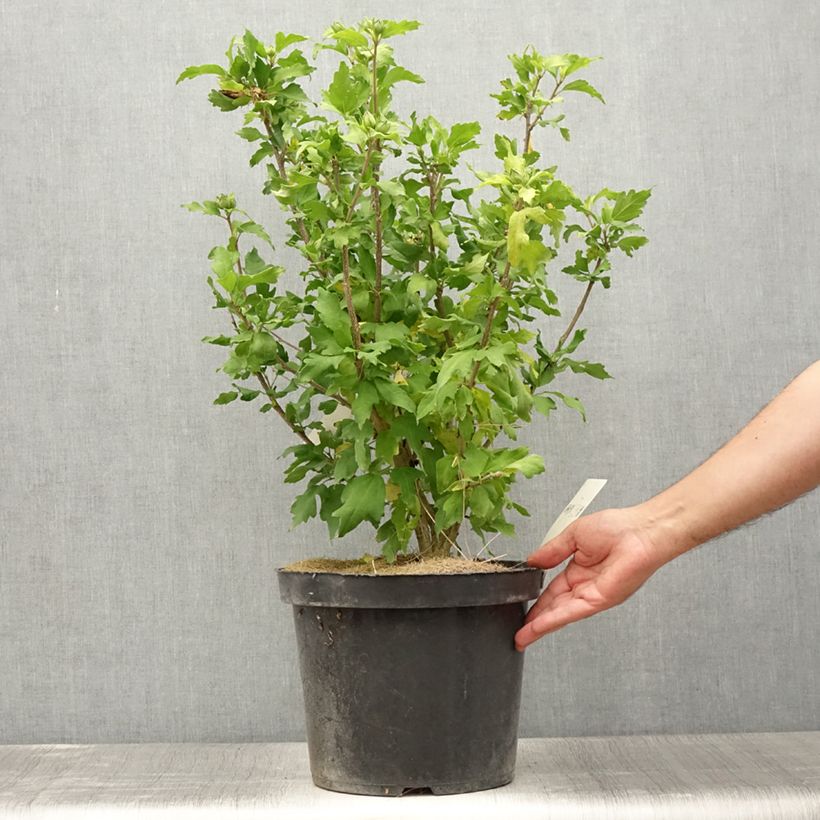 Spécimen de Hibiscus Pink Giant - Althéa rose à coeur rouge Pot de 7,5L/10L tel que livré en été