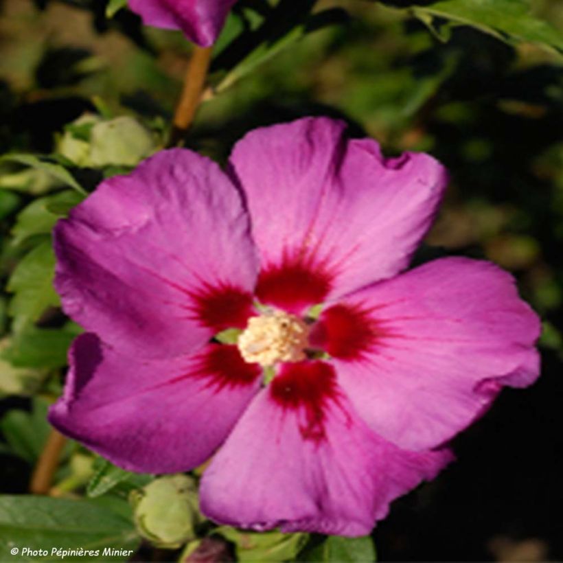 HIbiscus Russian Violet (II) - Althea rose violacé (Floraison)