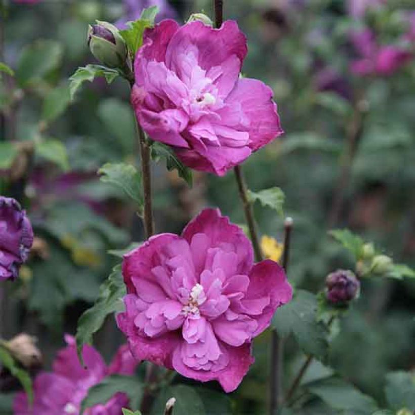 Hibiscus syriacus Purple Ruffles - Althea double pourpre (Floraison)