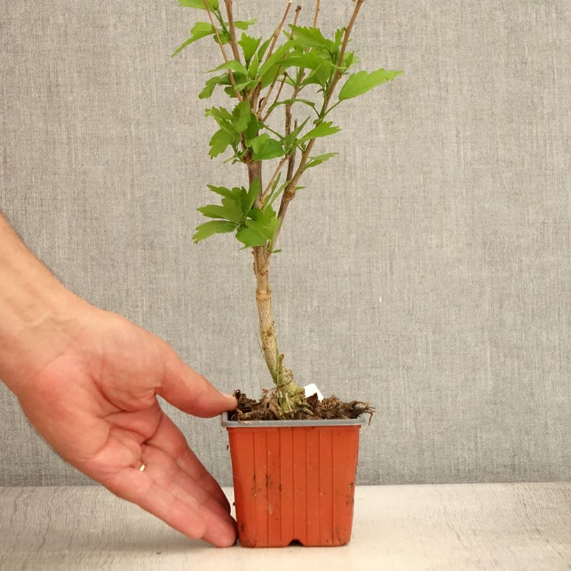 Spécimen de Hibiscus syriacus Ardens - Althéa double - Godet de 8/9 cm tel que livré en été
