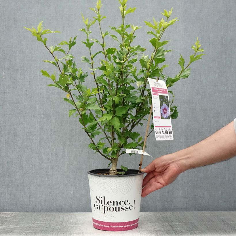 Spécimen de Hibiscus syriacus B'twist Lavender - Althéa lavande à coeur rouge Pot de 4L/5L tel que livré en été