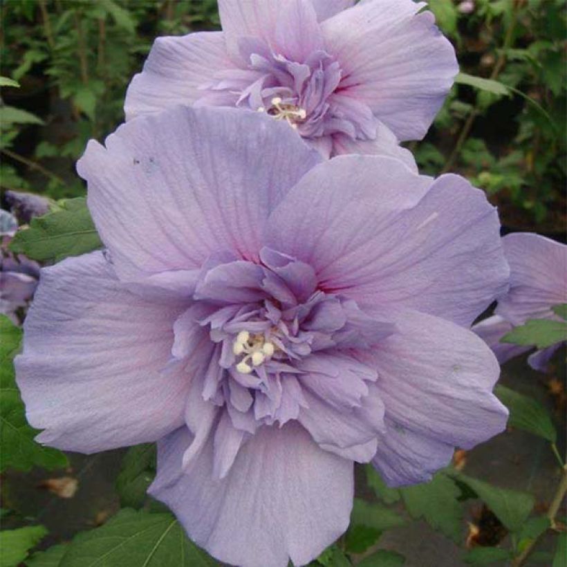 Hibiscus syriacus Blue Chiffon - Althea bleu double (Floraison)
