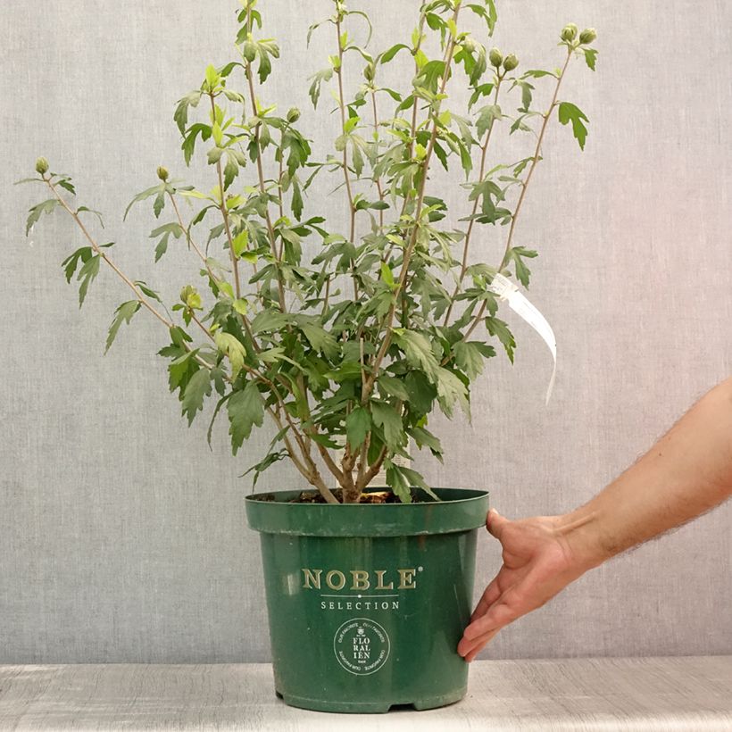 Spécimen de Hibiscus syriacus Blue Chiffon - Althea bleu double Pot de 7,5L/10L tel que livré en été