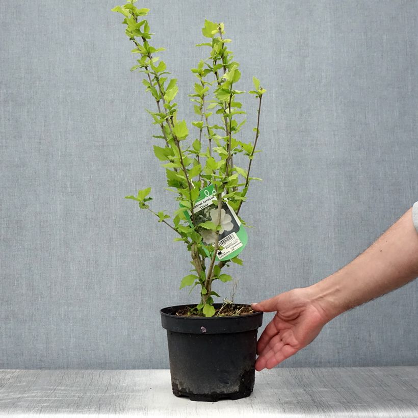 Spécimen de Hibiscus syriacus Diana - Althéa blanc Pot de 3L/4L tel que livré en été
