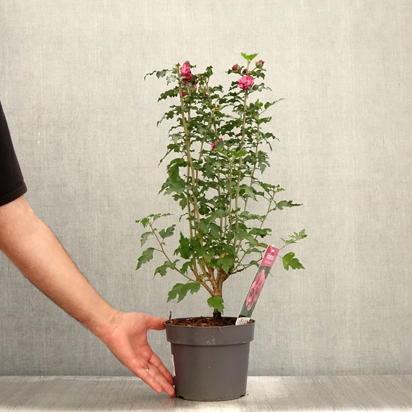 Spécimen de Hibiscus syriacus Duc de Brabant - Althéa double rouge Pot de 3L/4L tel que livré en été