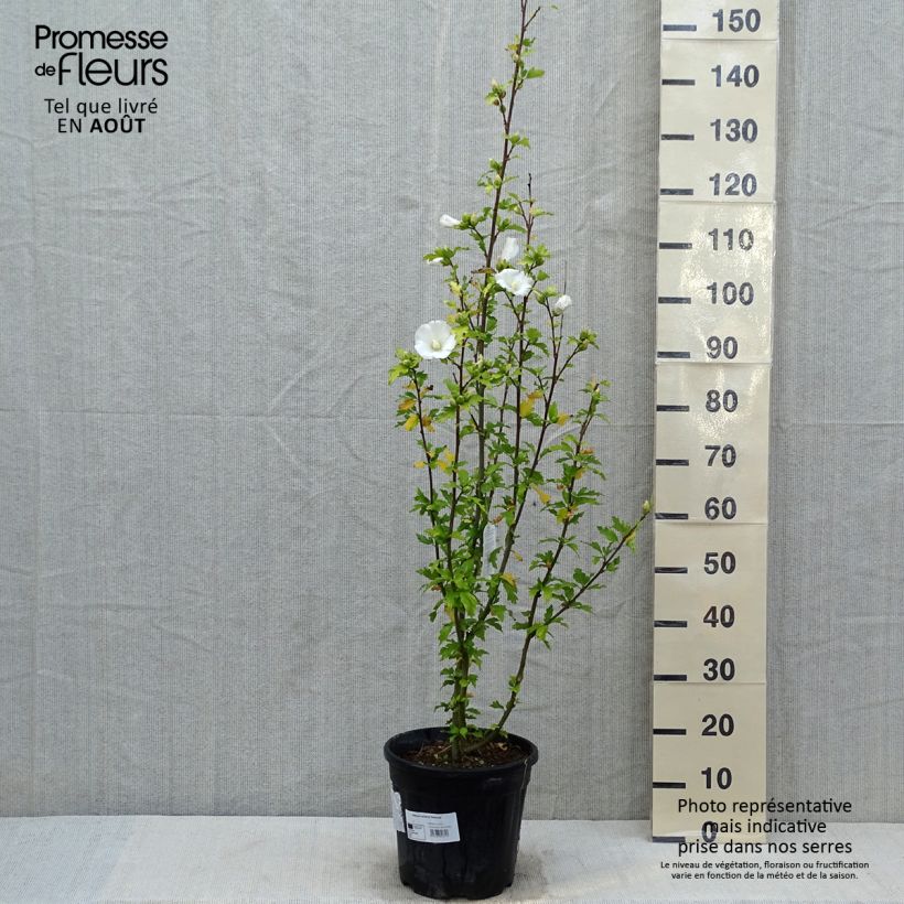 Spécimen de Hibiscus syriacus Eléonore - Althéa simple, blanc pur Pot de 7,5L/10L tel que livré en été