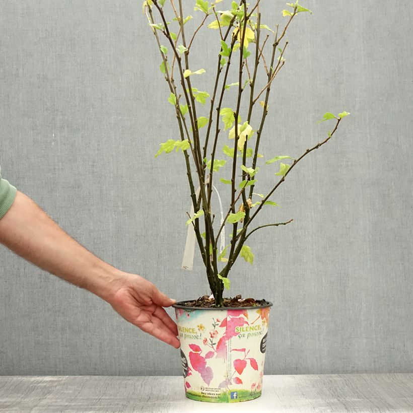 Spécimen de Hibiscus syriacus Eruption - Althéa ou mauve en arbre Pot de 4L/5L tel que livré en été