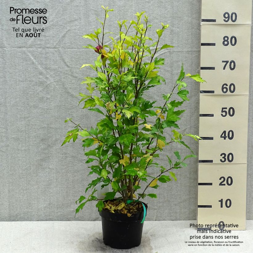 Spécimen de Hibiscus syriacus Flower Tower Ruby - Althea Pot de 2L/3L tel que livré en été