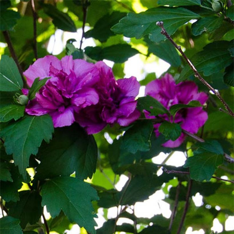 Hibiscus syriacus Freedom - Althéa (Floraison)