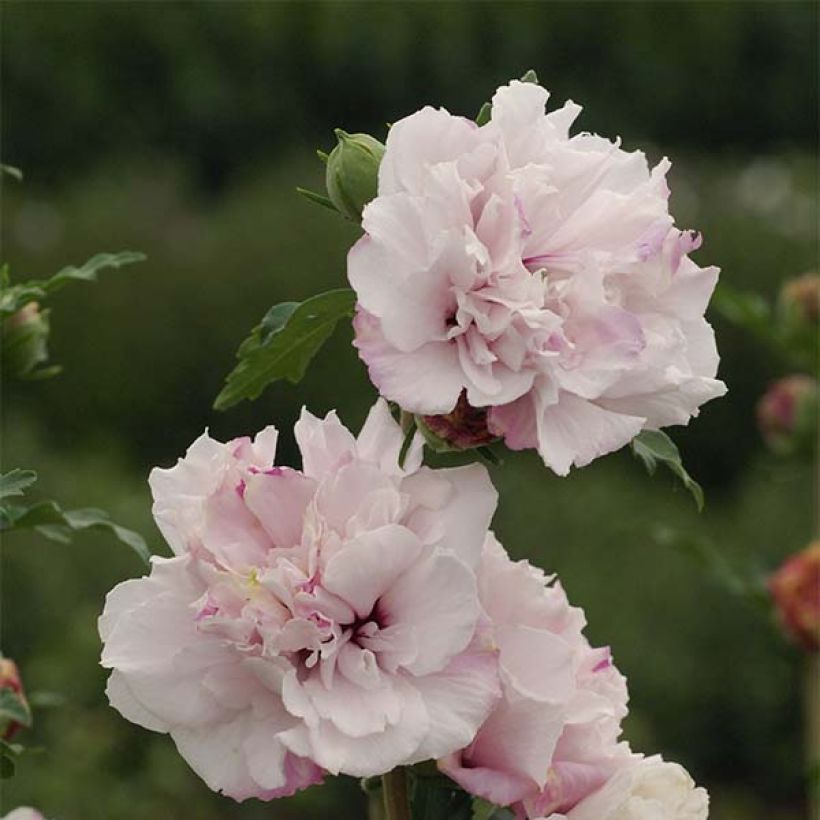 Hibiscus syriacus French Cabaret Pastel - Althéa blanc rose double (Floraison)