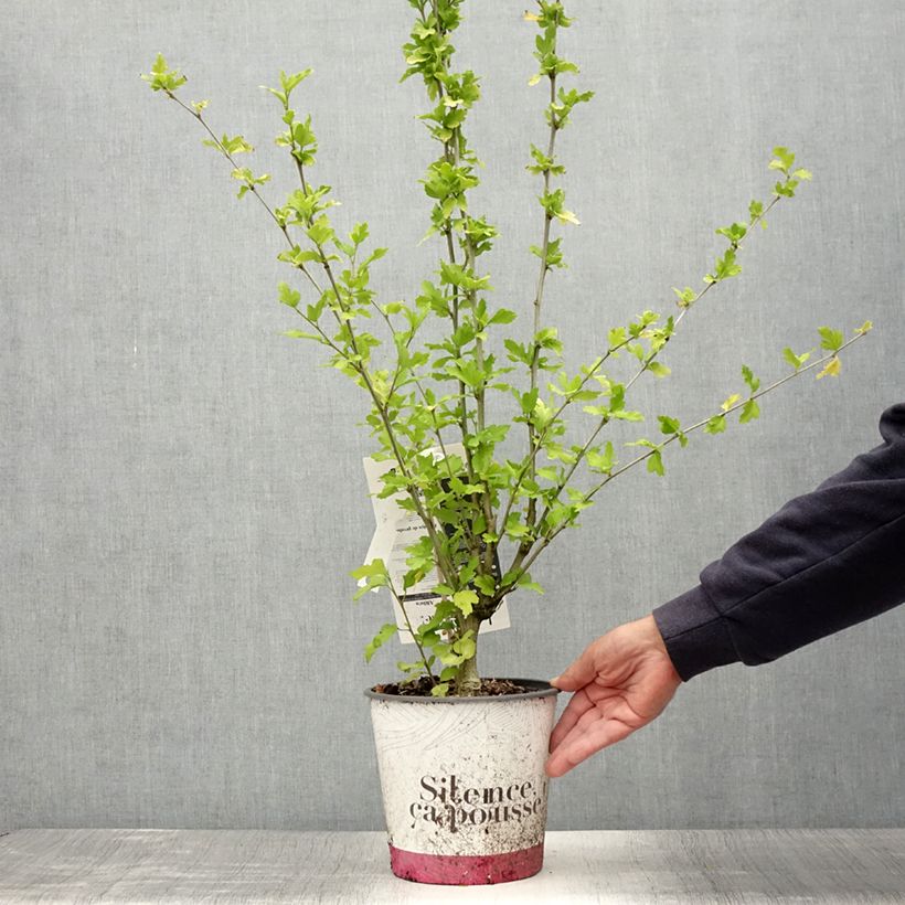 Spécimen de Hibiscus syriacus French Point - Althéa à fleurs doubles Pot de 4L/5L tel que livré en été