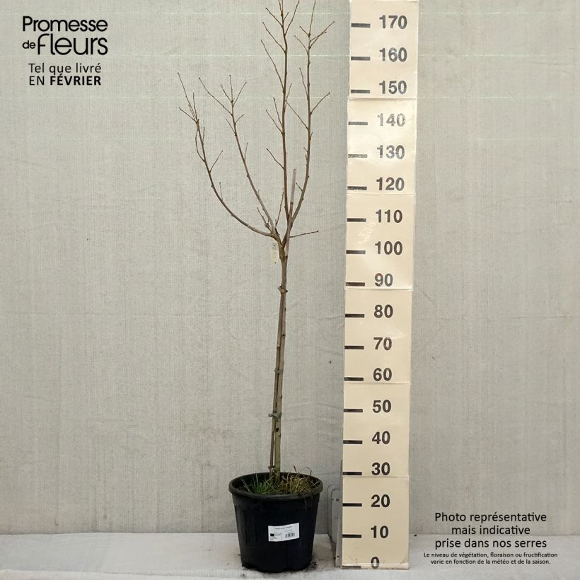 Spécimen de Hibiscus syriacus Hamabo - Althéa ou mauve en arbre Pot de 7,5L/10L, Demi-tige tel que livré en hiver