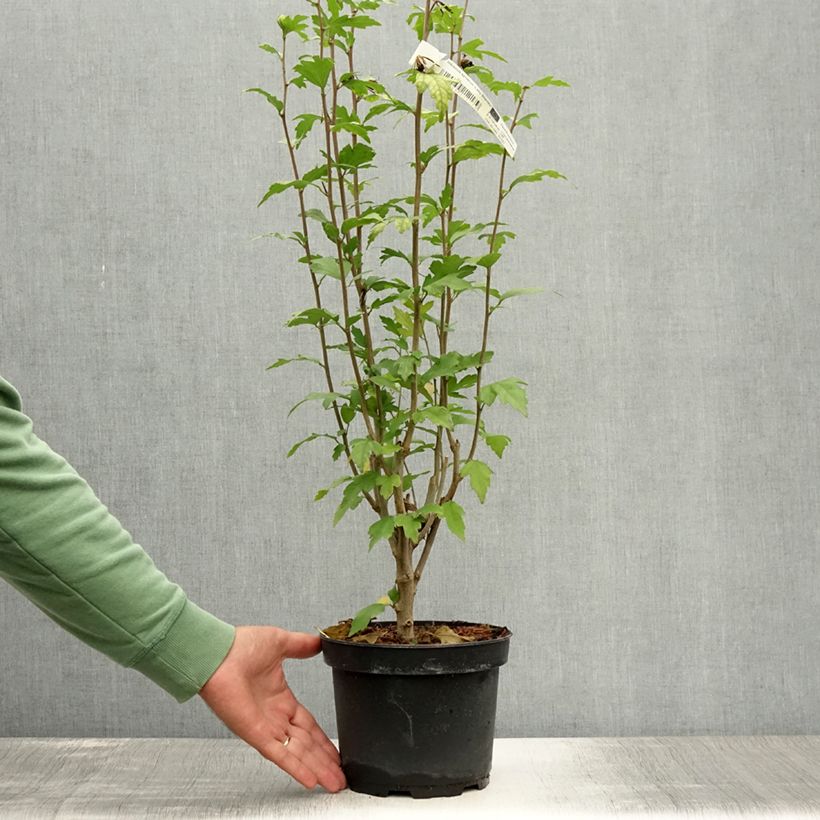Spécimen de Hibiscus syriacus Lady Stanley - Althéa semi-double bicolore Pot de 3L/4L tel que livré en été
