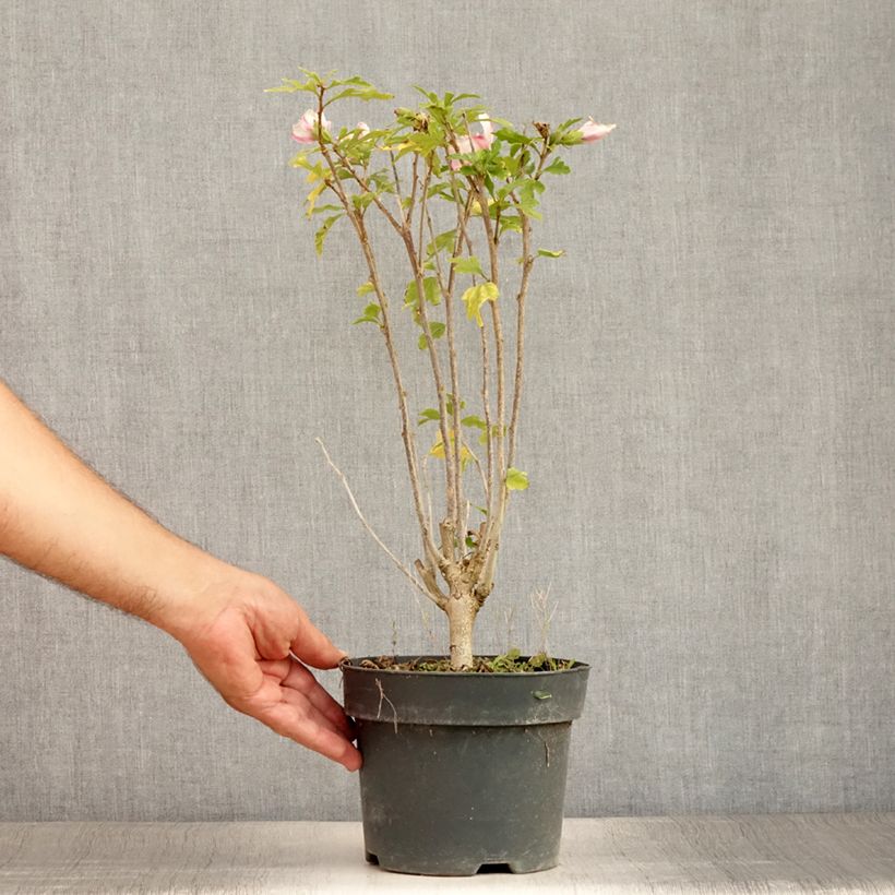 Spécimen de Hibiscus syriacus Leopoldii - Althea en arbre Pot de 2L/3L tel que livré en été