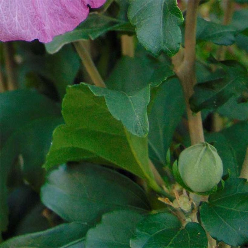 Hibiscus syriacus Magenta Chiffon - Althea double rose pourpre vif (Feuillage)