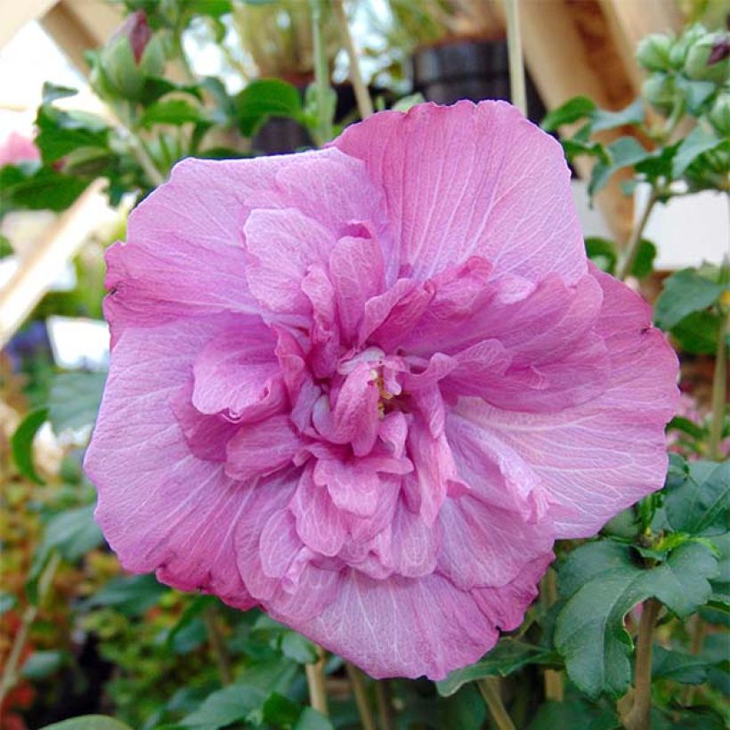 Hibiscus syriacus Magenta Chiffon - Althea double rose pourpre vif (Floraison)