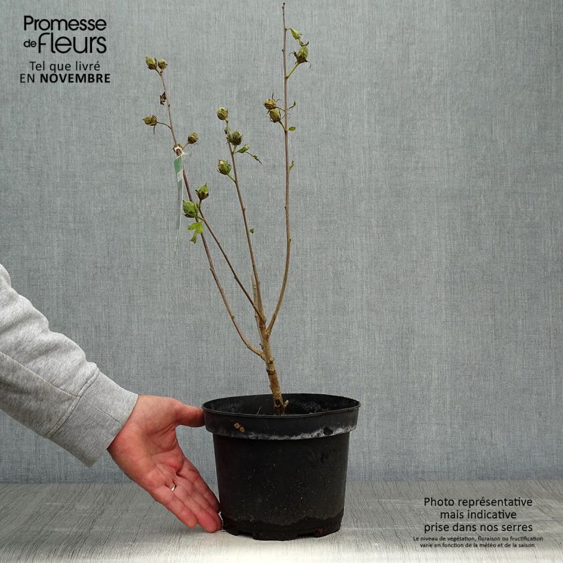 Spécimen de Hibiscus syriacus Oiseau Bleu (Marina) - Althéa bleu Pot de 2L/3L tel que livré en automne