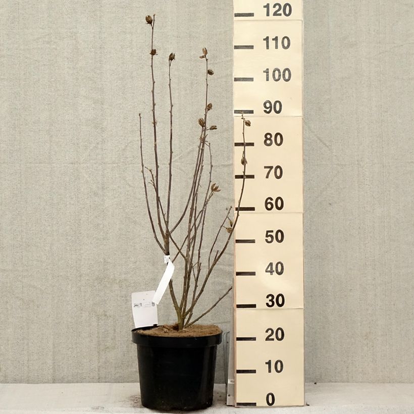 Spécimen de Hibiscus syriacus Shintaeyang - Althéa blanc à coeur rouge cerise en pot de 7,5l/10l tel que livré au printemps