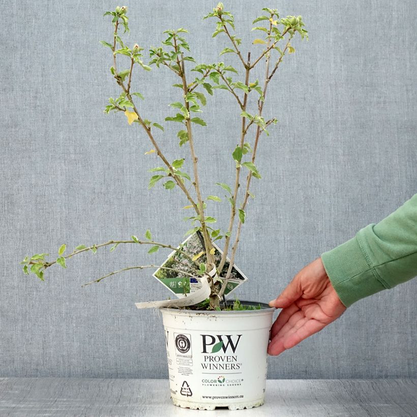 Spécimen de Hibiscus syriacus Sugar Tip - Althéa double rose tendre  Pot de 3L/4L tel que livré en été
