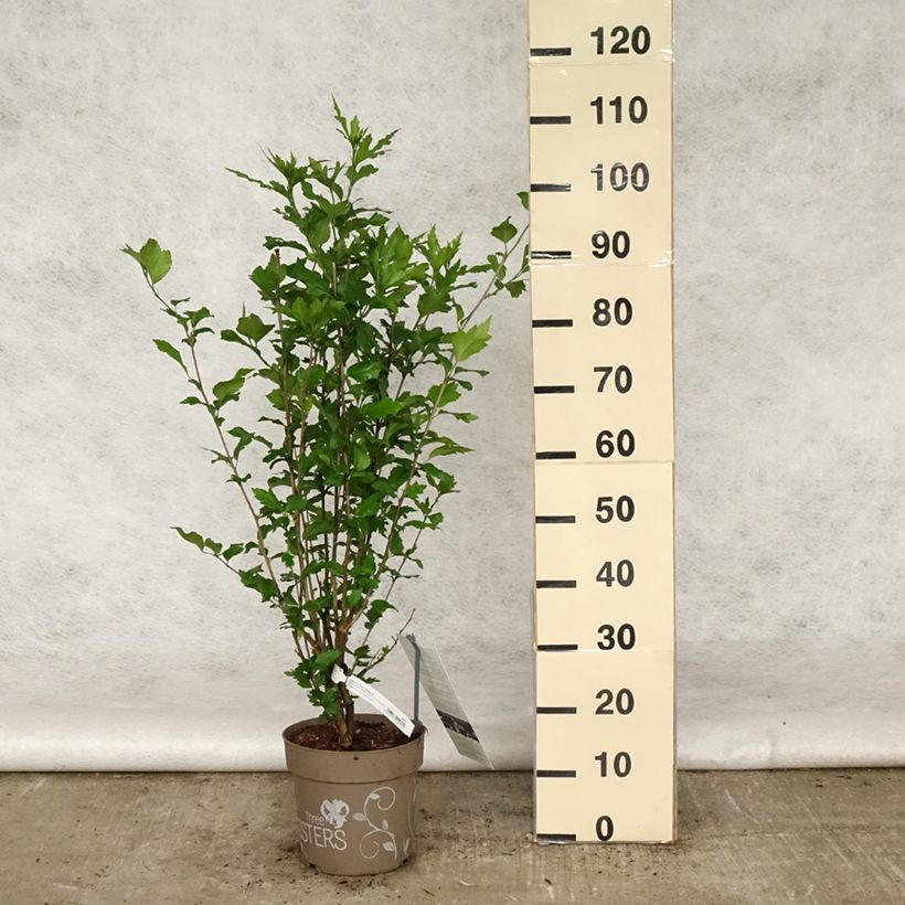 Spécimen de Hibiscus syriacus Three Sisters - Althéa  - Pot de 6L/7L tel que livré au printemps