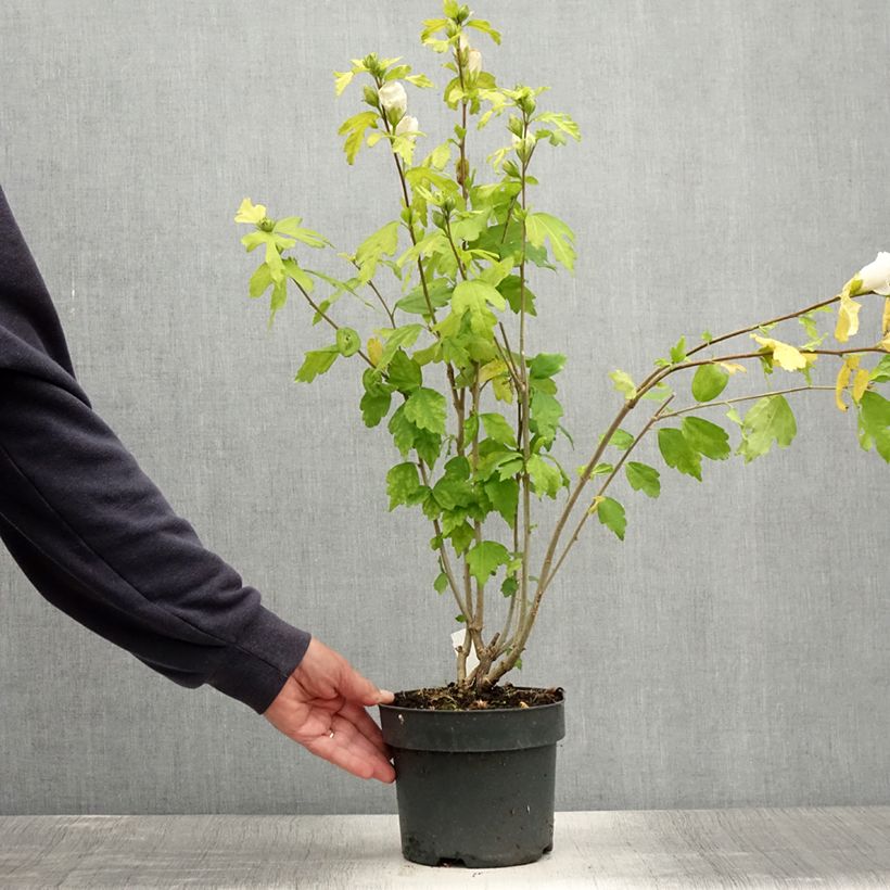 Spécimen de Hibiscus syriacus Totus Albus - Althéa blanc pur. Pot de 2L/3L tel que livré en été