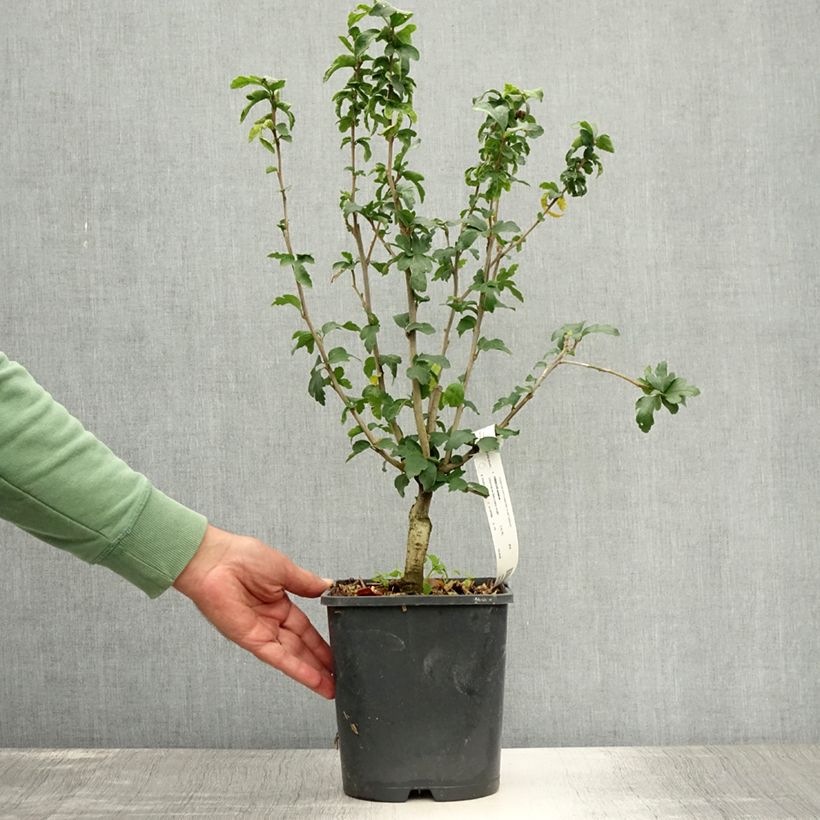Spécimen de Hibiscus syriacus Ultramarine - Althéa bleu Pot de 3L/4L tel que livré en été